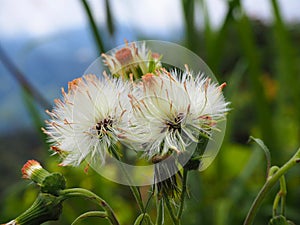 White beautiful flower in the jungle of the Cameron Highlands found during a jungle track