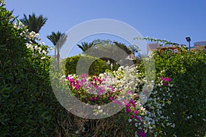 White beautiful flower wild rose on a background of leaves blooms in the garden, springtime, close-upPink caribbean flowers bougai