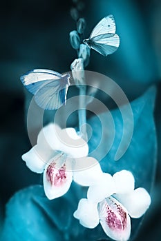 White beautiful flowers and butterflies on a blue background in a fairy garden. Macro image.