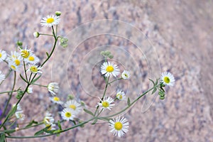 White beautiful flowers of Erigeron strigosus. wild plant. Daisy