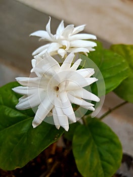 White beautiful flowers of Jasmine plant