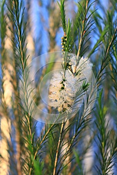 White, beautiful, flowers, sunset, branch