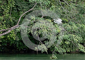 A white beautiful heron among the branches ready to start a fly among reen dense tropical vegetation and green peaceful