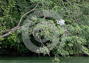 A white beautiful heron among the branches ready to start a fly among reen dense tropical vegetation and green peaceful water