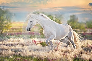 Horse in stipa grass