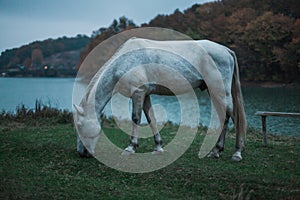 White beautiful horse grazes in a meadow near a mountain lake and eats grass.