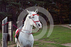 A white beautiful horse wearing a red bridle with ornaments on its browband, tied to a wooden sign in a forest, Abant Lake, Turkey