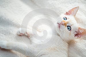 White beautiful kitten with blue eyes