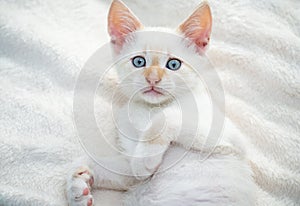 White beautiful kitten with blue eyes