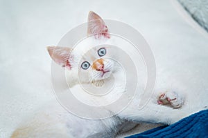 White beautiful kitten with blue eyes