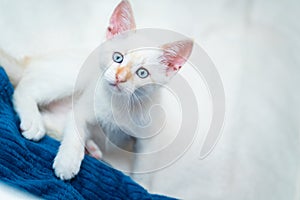 White beautiful kitten with blue eyes