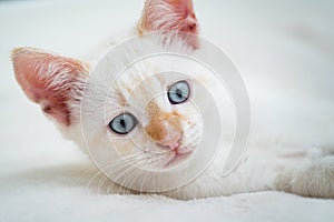 White beautiful kitten with blue eyes