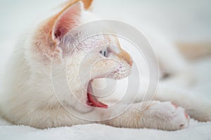 White beautiful kitten with blue eyes