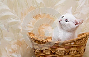 White beautiful kitten sits in a wicker basket and looks up