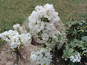 White beautiful legistonia in thr garden