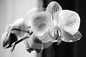 White beautiful macro orchid flowers, close up shot with water drops