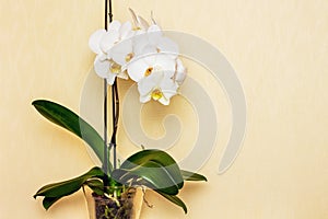 White beautiful orchid flower, buy and sell orchid_