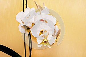 White beautiful orchid flower, close-up, buy and sell orchid_