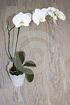 White beautiful orchid