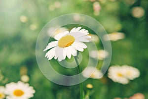 White beautiful pretty daisy flowers and green grass. Home garden plant camomile
