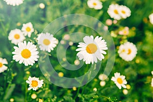 White beautiful pretty daisy flowers and green grass. Home garden plant camomile