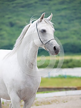 White beautiful purebred arabian stallion