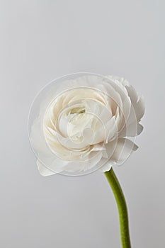 White ranunculus flower on a gray background