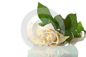 White beautiful rose