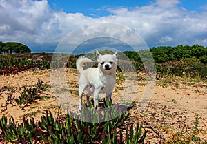 White beautiful small chihuahua it the park in Portugal