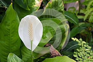 White beautiful spadix flower