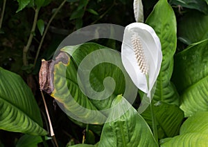 White beautiful spadix flower know as tail-flower