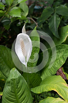 White beautiful spadix flower know as tail-flower