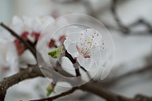 White beautiful spring flowers  on branch. Plum tree