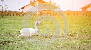 White beautiful swan eats beveled grass on the lawn