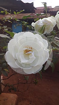 A white beautifull  rose flower