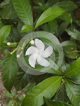 White beauty jesmin flower with green leaves & little buds