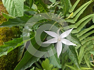 The White Beauty: Kitolod Flower