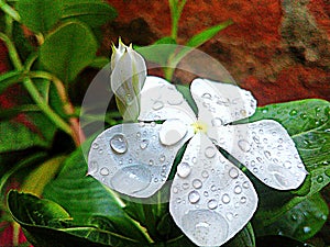 White beautyfull flower in rani sesion photo