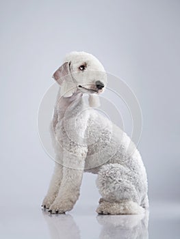 White Bedlington. close-up portrait of a dog. Charming pet