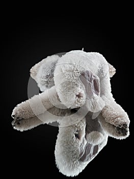 White Bedlington. close-up portrait of a dog. Charming pet