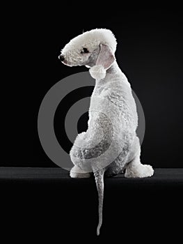 White Bedlington. close-up portrait of a dog. Charming pet