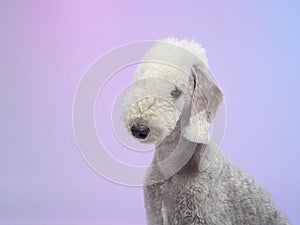 White Bedlington. close-up portrait of a dog. Charming pet