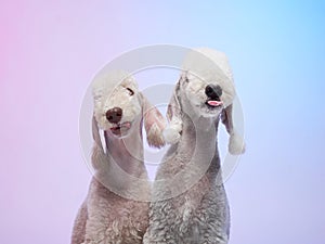 White Bedlington. close-up portrait of a dog. Charming pet