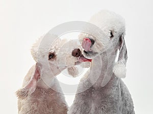 White Bedlington. close-up portrait of a dog. Charming pet