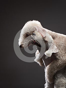 White Bedlington. close-up portrait of a dog. Charming pet