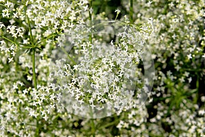 White bedstraw
