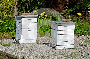 White bee boxes