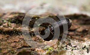 White beech bark beetle, Scolytus carpini on wood