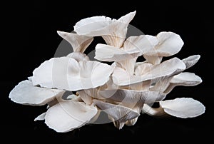 White beech mushrooms isolated on black background