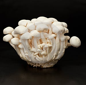 White beech mushrooms